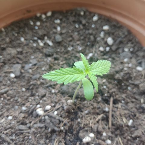 Apple Fritter Automatic growlog timeline photo