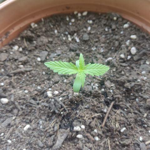 Apple Fritter Automatic growlog timeline photo