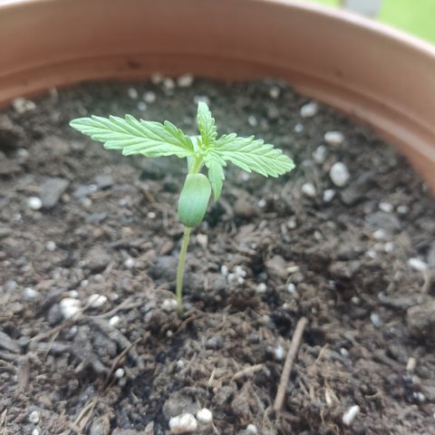 Apple Fritter Automatic growlog timeline photo