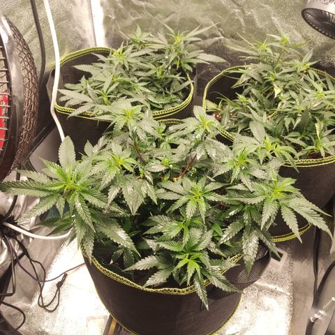 Watermelon Candy growlog timeline photo
