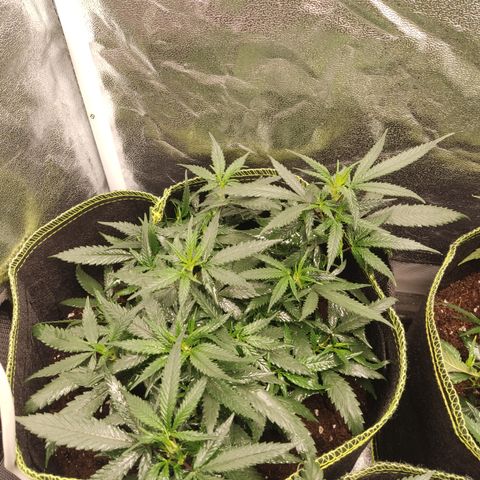 Big Bud growlog timeline photo