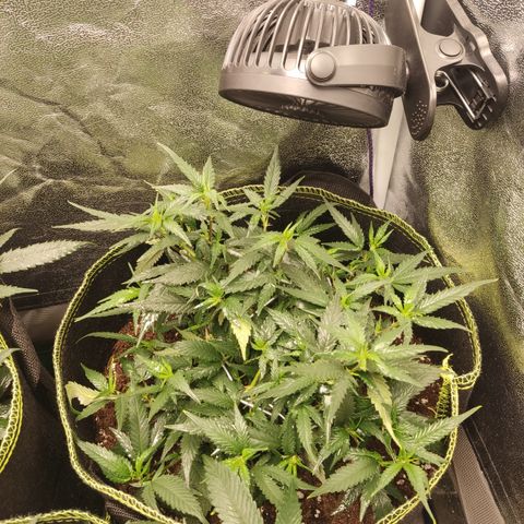 OG18 growlog timeline photo