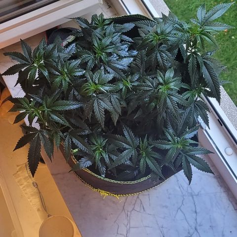 Watermelon Candy growlog timeline photo