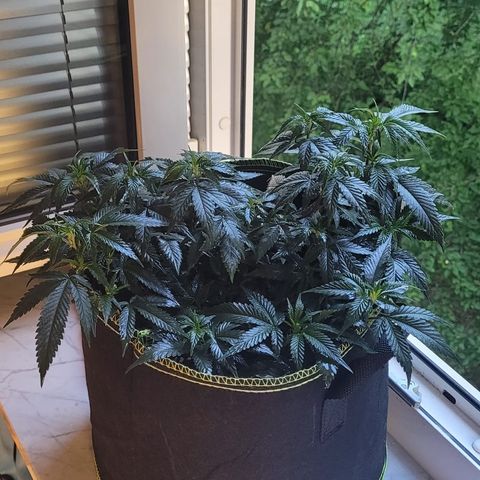 Watermelon Candy growlog timeline photo