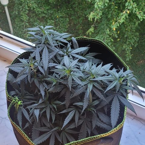Big Bud growlog timeline photo