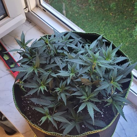 OG18 growlog timeline photo