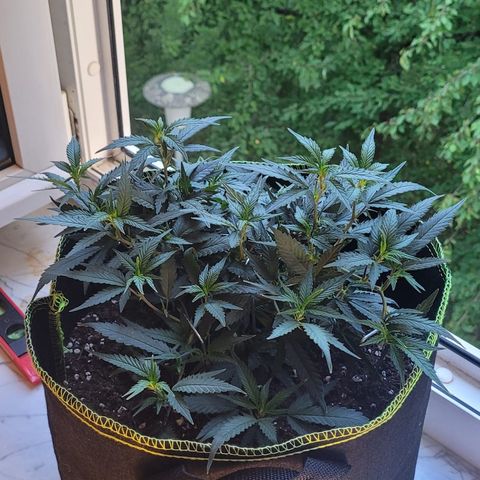 OG18 growlog timeline photo