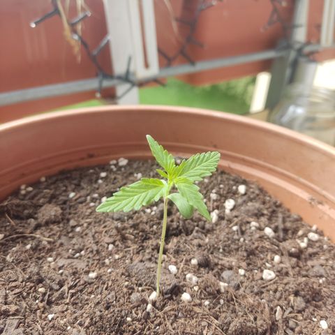 Apple Fritter Automatic growlog timeline photo
