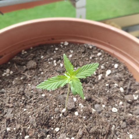 Apple Fritter Automatic growlog timeline photo