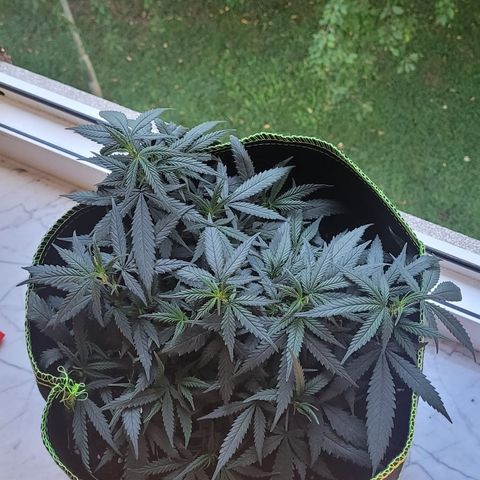Big Bud growlog timeline photo