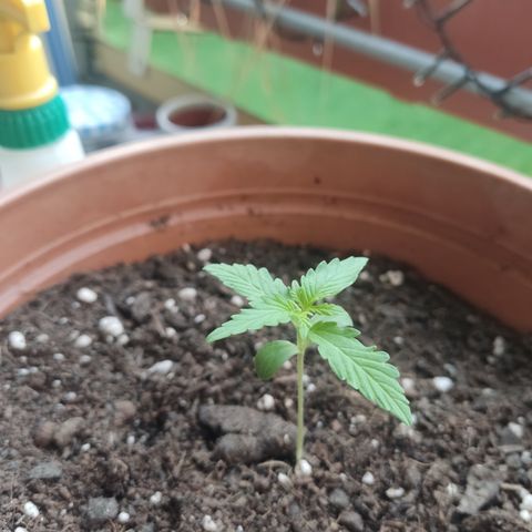 Apple Fritter Automatic growlog timeline photo