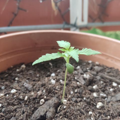 Apple Fritter Automatic growlog timeline photo