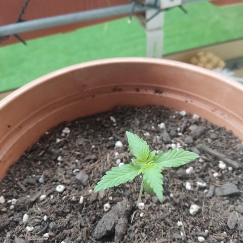 Apple Fritter Automatic growlog timeline photo