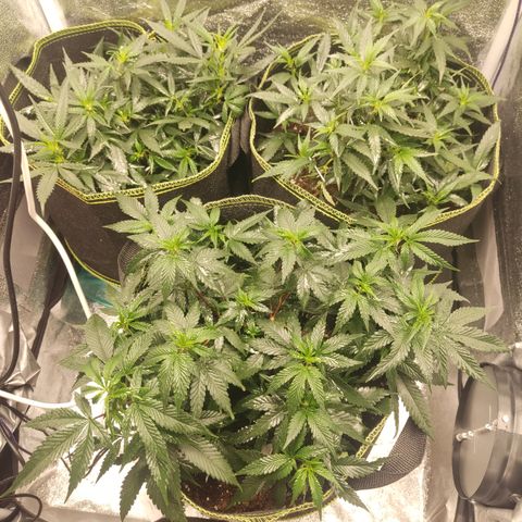 Watermelon Candy growlog timeline photo