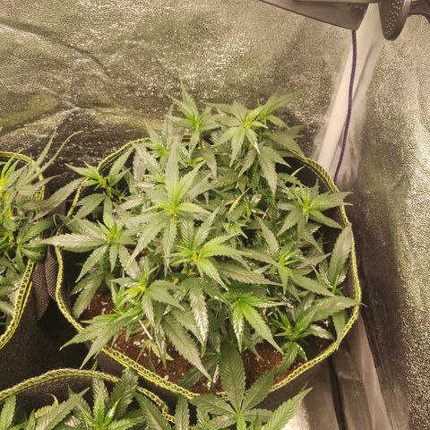 OG18 growlog timeline photo