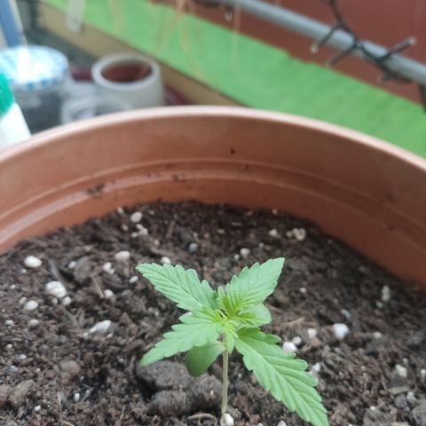 Apple Fritter Automatic growlog timeline photo