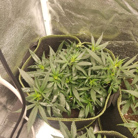 Big Bud growlog timeline photo