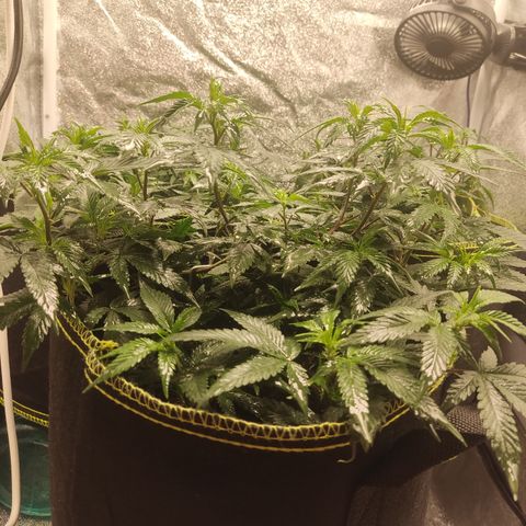 Watermelon Candy growlog timeline photo