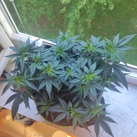 Watermelon Candy growlog timeline photo