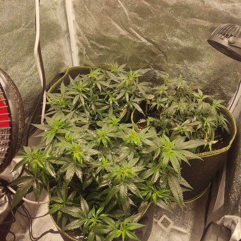 Watermelon Candy growlog timeline photo