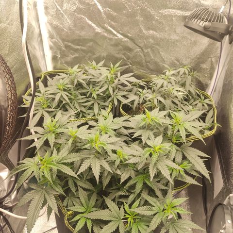 Watermelon Candy growlog timeline photo