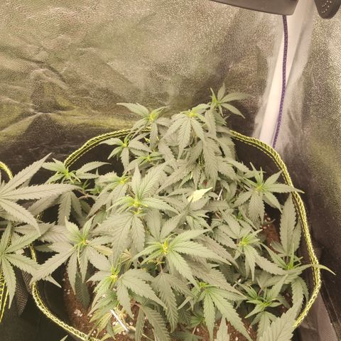 OG18 growlog timeline photo