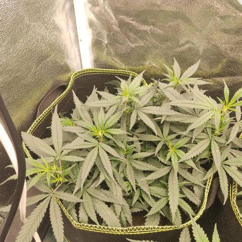 Big Bud growlog timeline photo