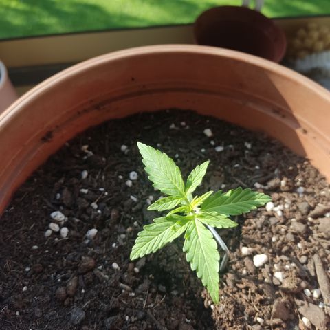 Apple Fritter Automatic growlog timeline photo