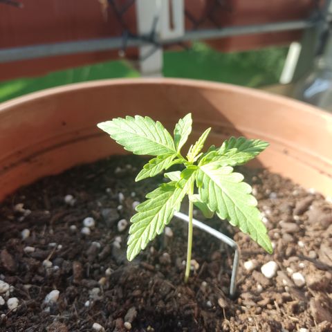 Apple Fritter Automatic growlog timeline photo