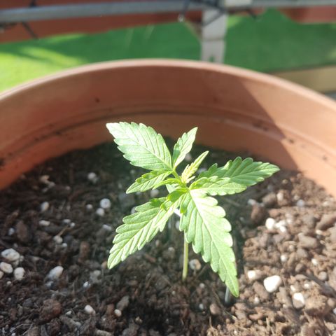 Apple Fritter Automatic growlog timeline photo