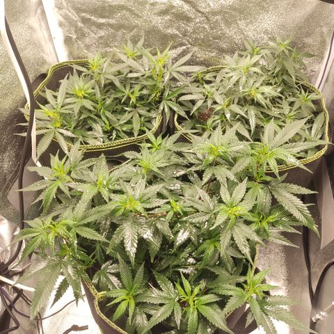 Watermelon Candy growlog timeline photo