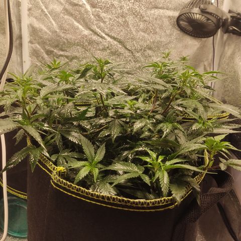 Watermelon Candy growlog timeline photo