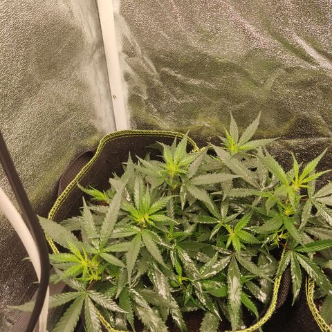 Big Bud growlog timeline photo