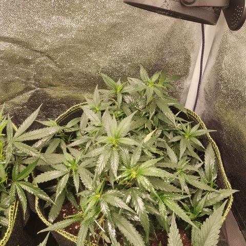OG18 growlog timeline photo