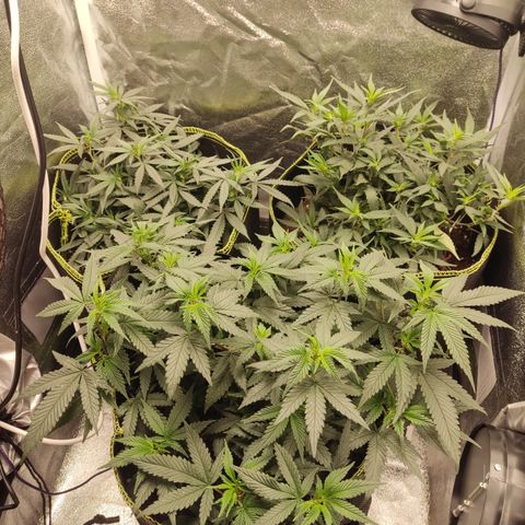 Watermelon Candy growlog timeline photo