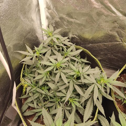 Big Bud growlog timeline photo