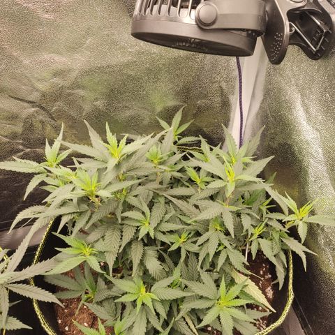 OG18 growlog timeline photo