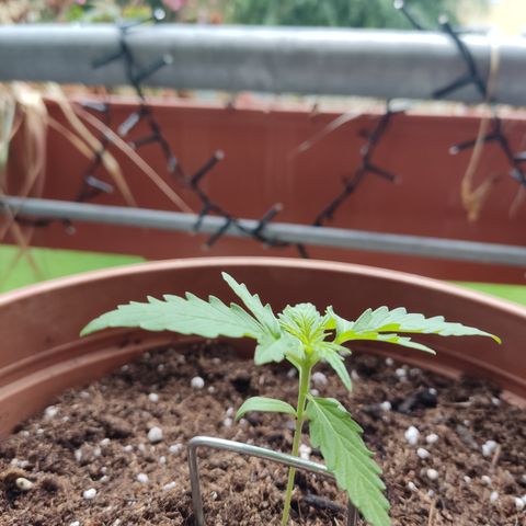 Apple Fritter Automatic growlog timeline photo