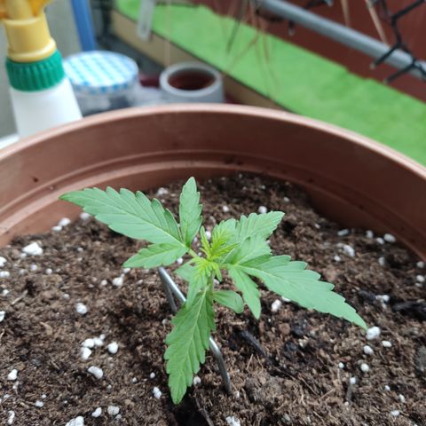 Apple Fritter Automatic growlog timeline photo
