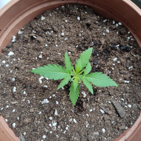 Apple Fritter Automatic growlog timeline photo
