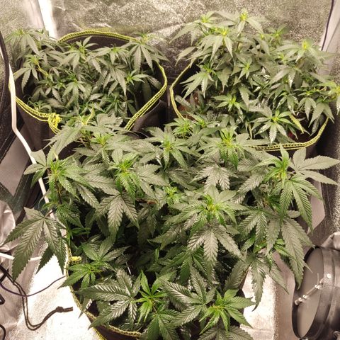 Watermelon Candy growlog timeline photo
