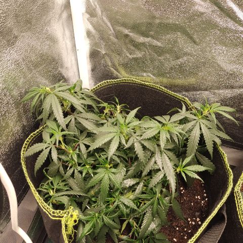 Big Bud growlog timeline photo