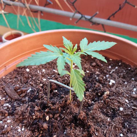 Apple Fritter Automatic growlog timeline photo