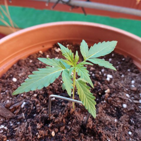 Apple Fritter Automatic growlog timeline photo