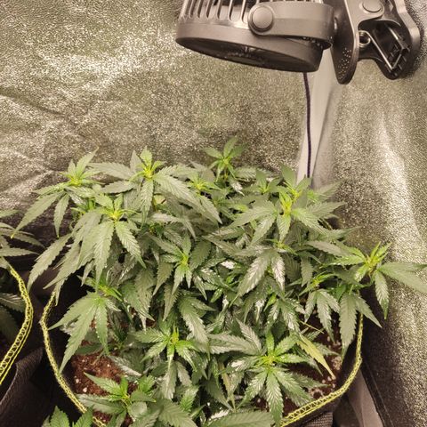 OG18 growlog timeline photo