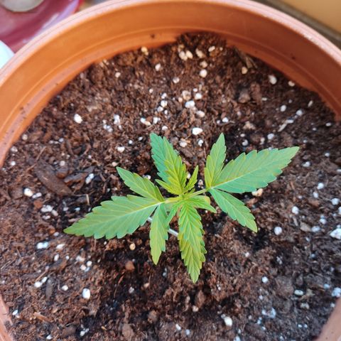 Apple Fritter Automatic growlog timeline photo