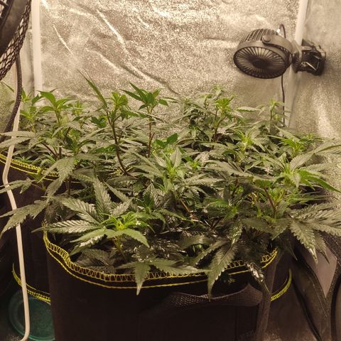 Watermelon Candy growlog timeline photo