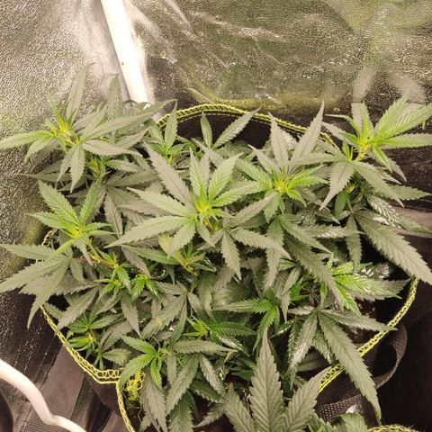 Big Bud growlog timeline photo