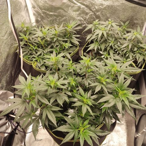Watermelon Candy growlog timeline photo