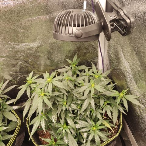 OG18 growlog timeline photo